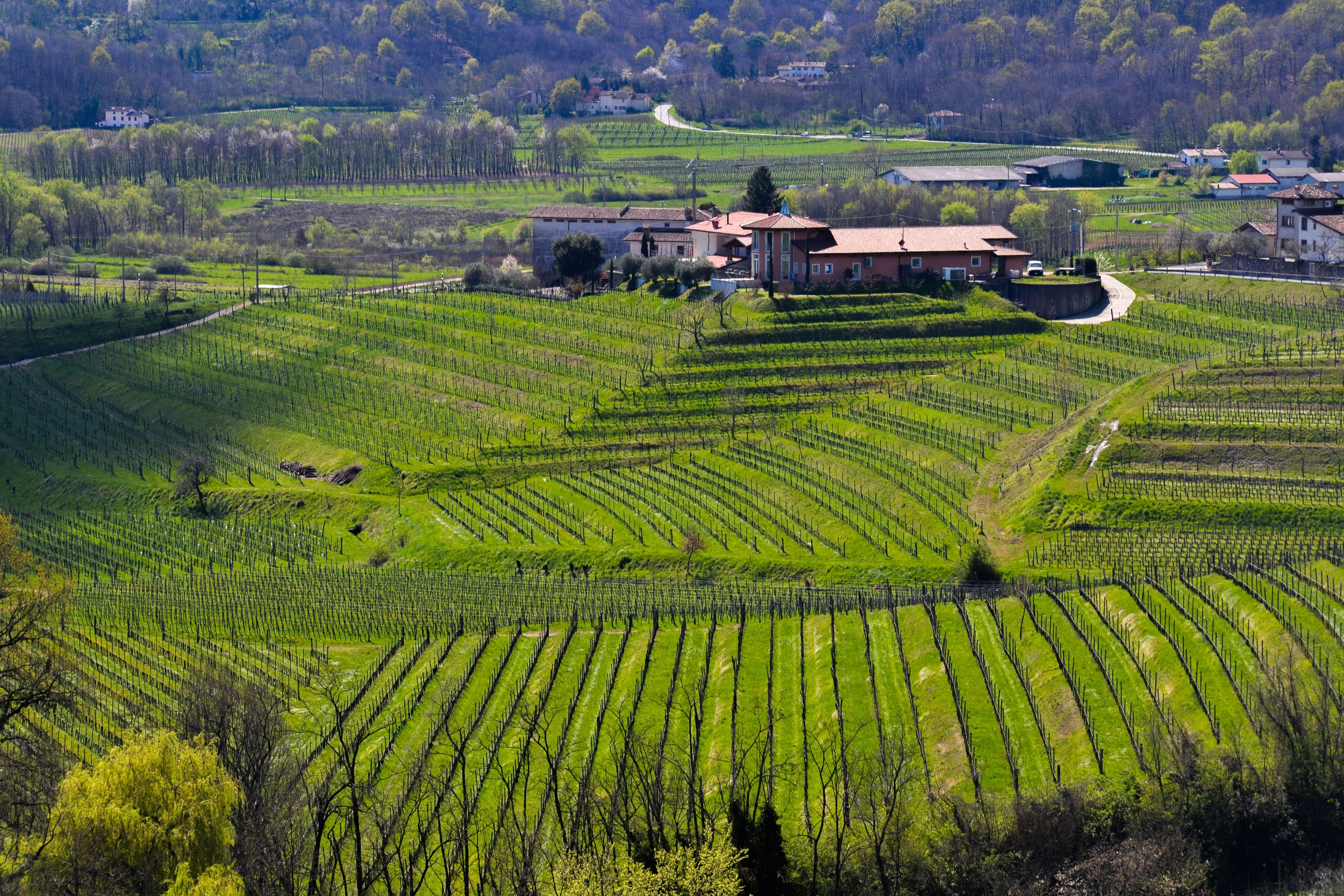 Valpolicella Wine Experience